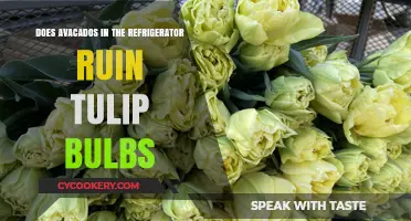 Avocados in the Fridge: Do They Harm Tulip Bulbs Nearby?