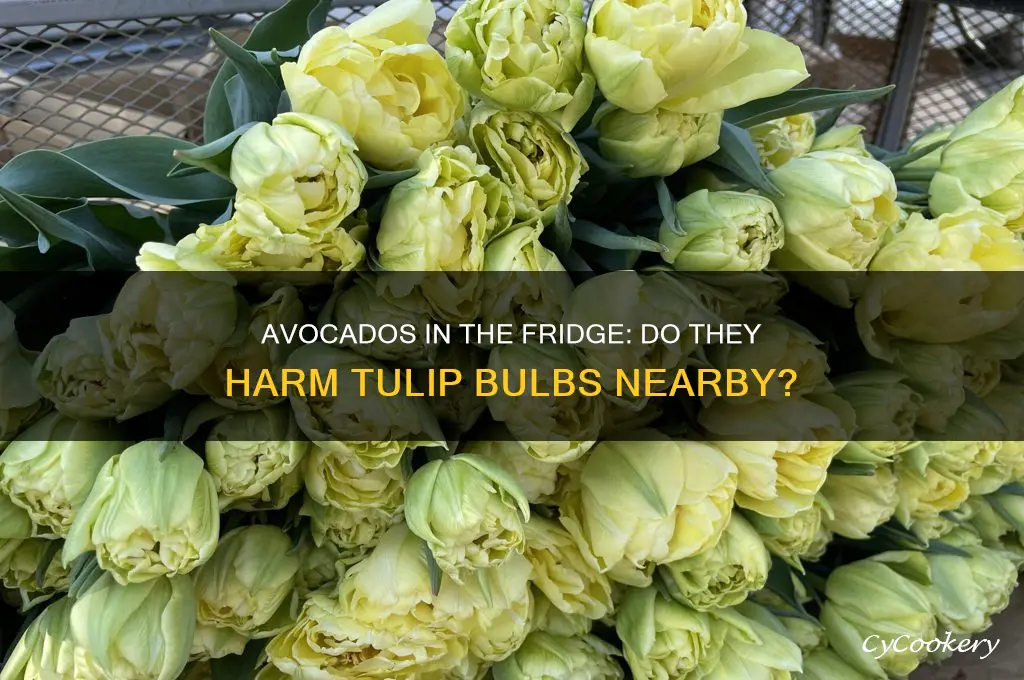 does avacados in the refrigerator ruin tulip bulbs