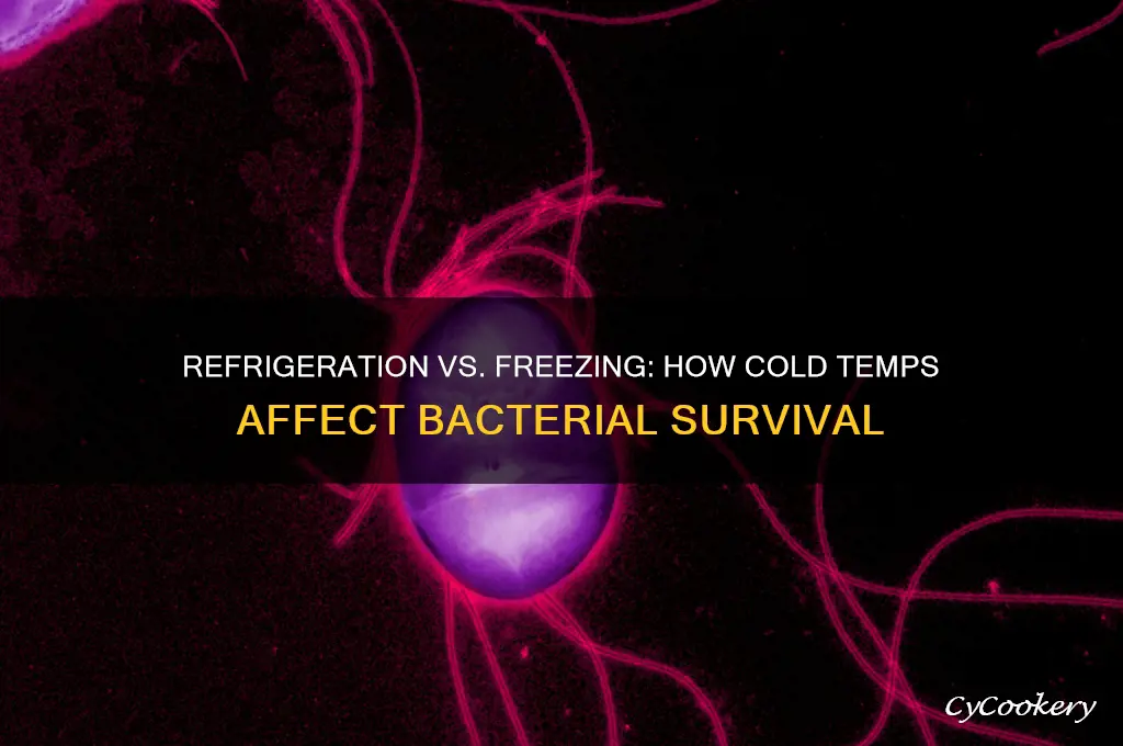 does bacteria die when it is refrigerated or frozen