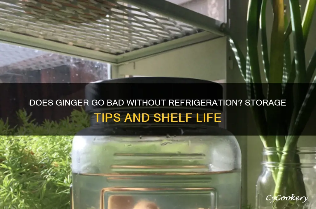 does ginger go bad if not refrigerated