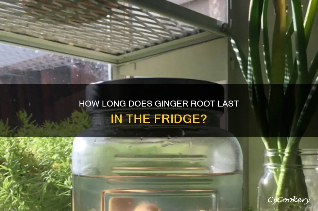 does ginger root go bad in the refrigerator