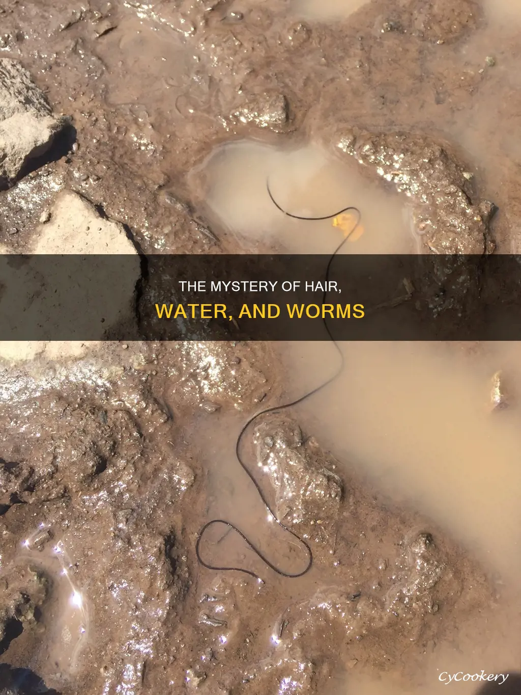 does hair turn into worms in pan of wwater