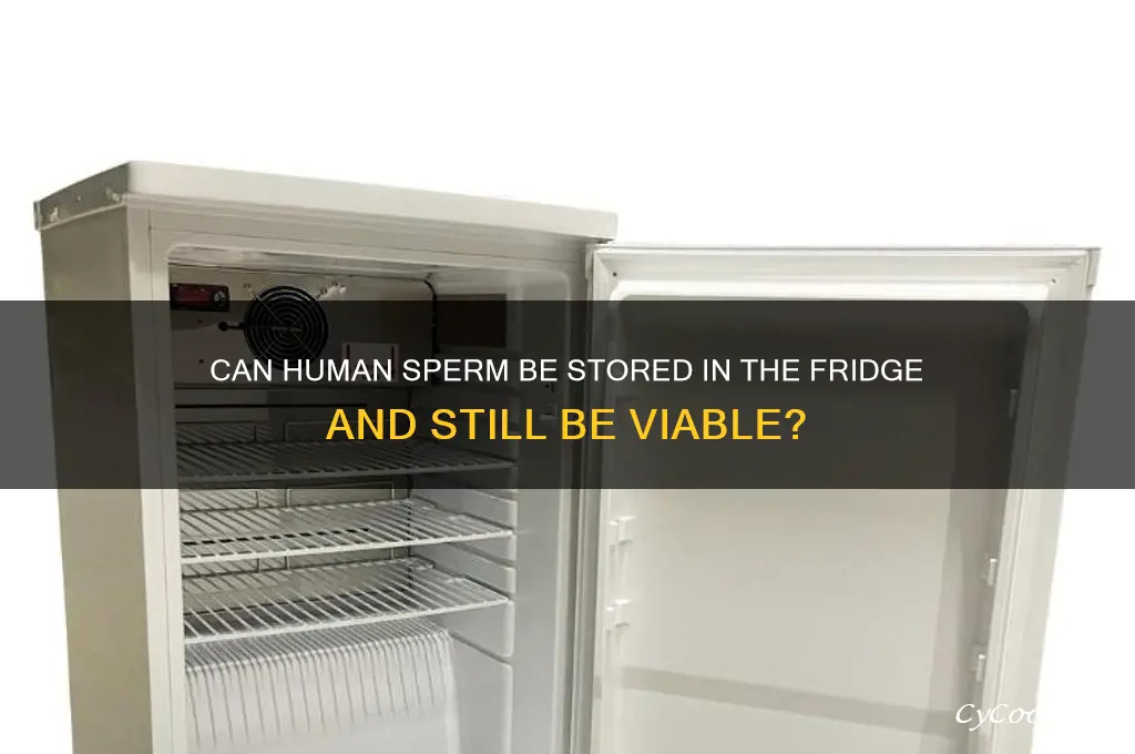 does human sperm expire in the refrigerator