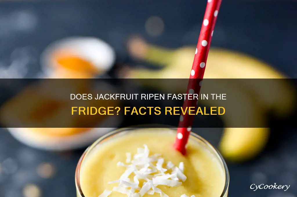 does jackfruit ripen faster in the refrigerator