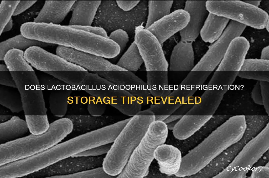 does lactobacilus acidolplius have to be refrigerated
