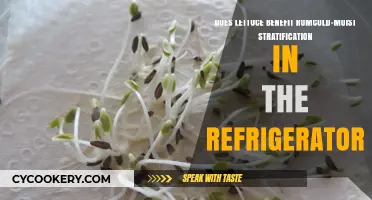 Cold-Moist Stratification: Can Refrigeration Boost Lettuce Seed Germination?