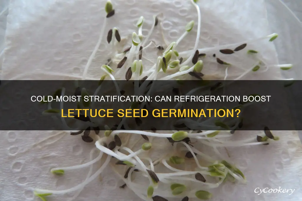 does lettuce benefit romcold-moist stratification in the refrigerator
