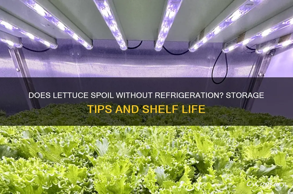 does lettuce go bad if not refrigerated