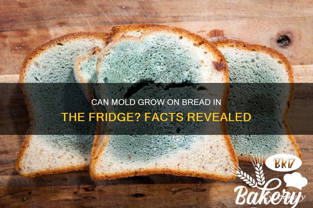 does mold grow on bread in the refrigerator