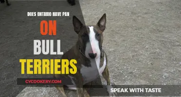 Bull Terriers in Ontario: Are They Restricted?