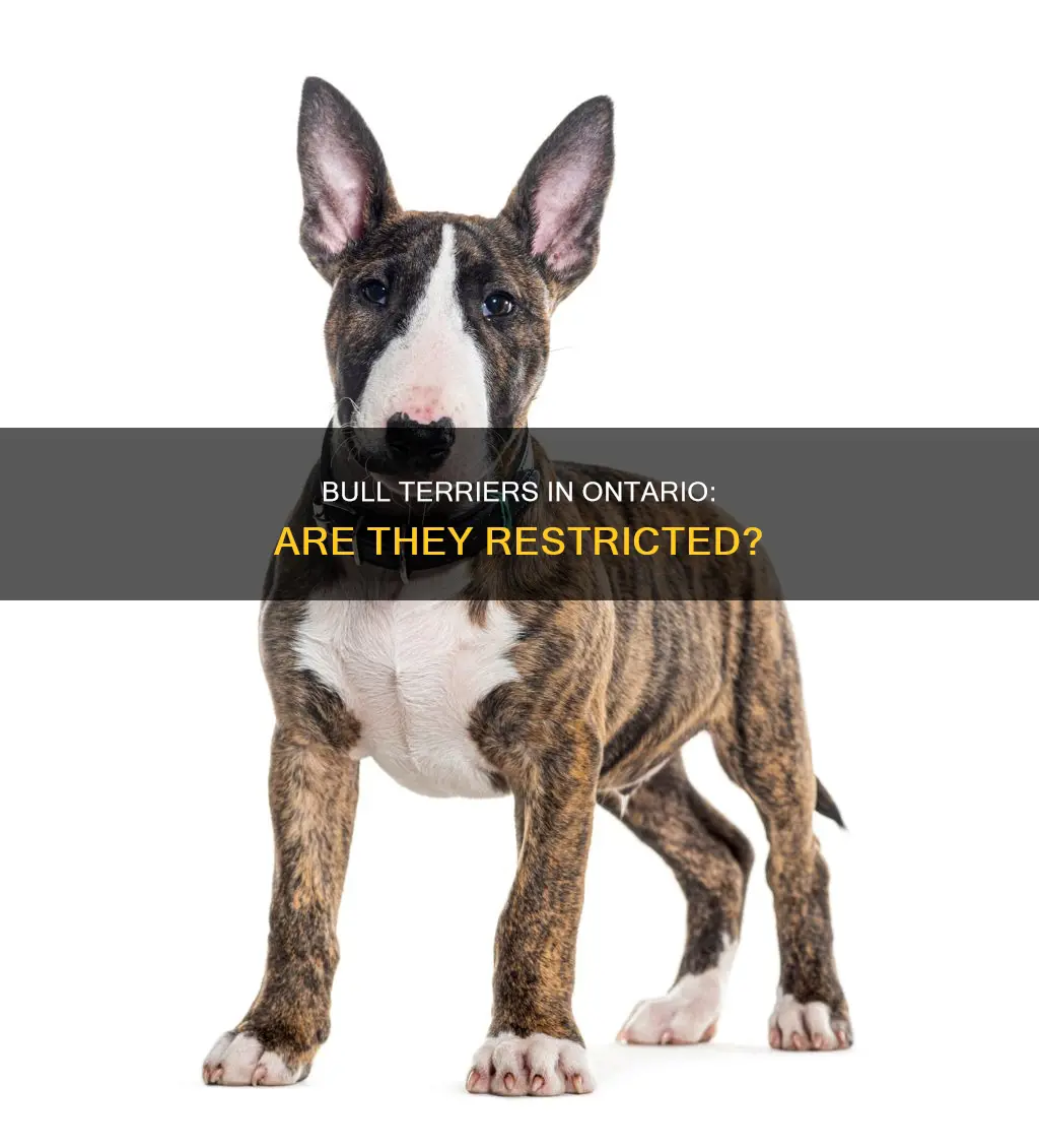 does ontario have pan on bull terriers