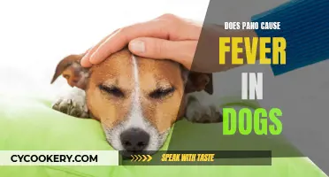Pano and Fever in Dogs: What's the Link?