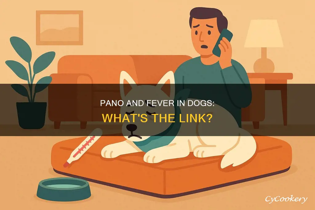 does pano cause fever in dogs