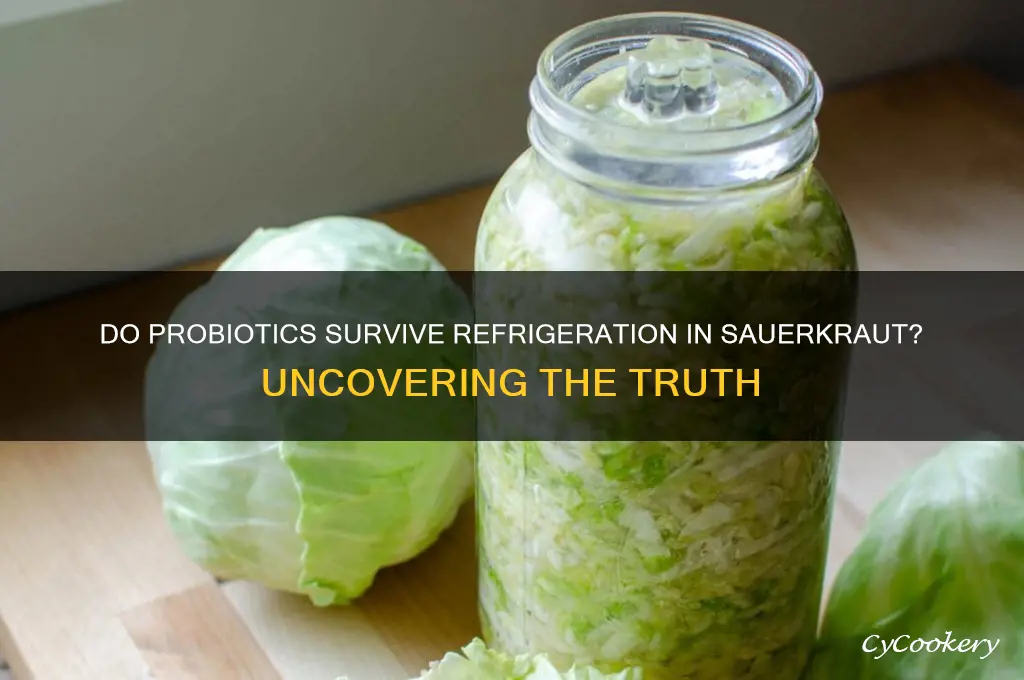 does probiotics die when sauerkraut is refrigerated