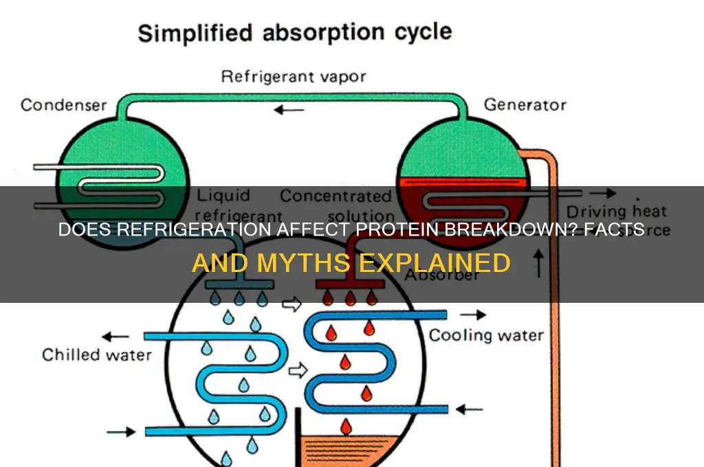 does protein break down if put in the refrigerator