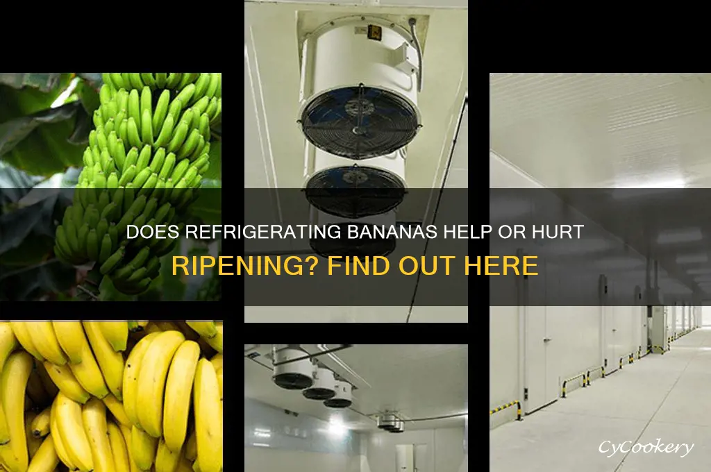 does putting a banana in the refrigerator