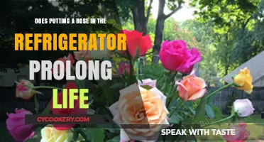 Can Refrigeration Extend the Lifespan of Your Fresh Roses?