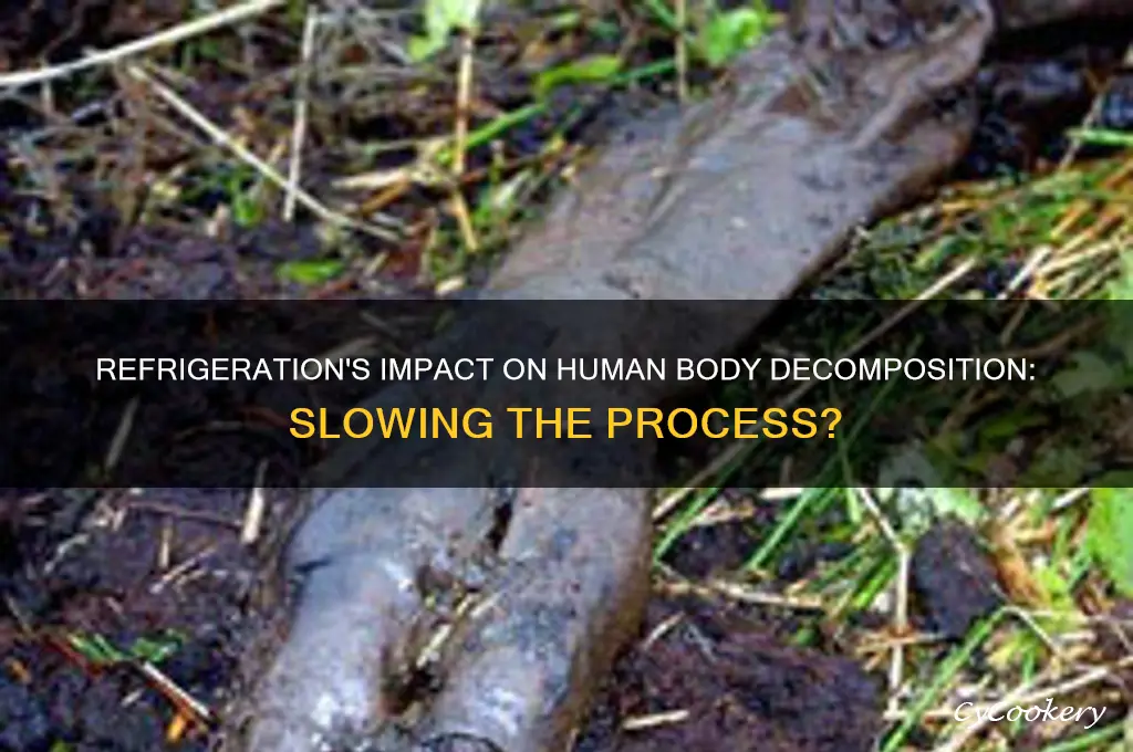 does refrigeration slow down decomposition of human body