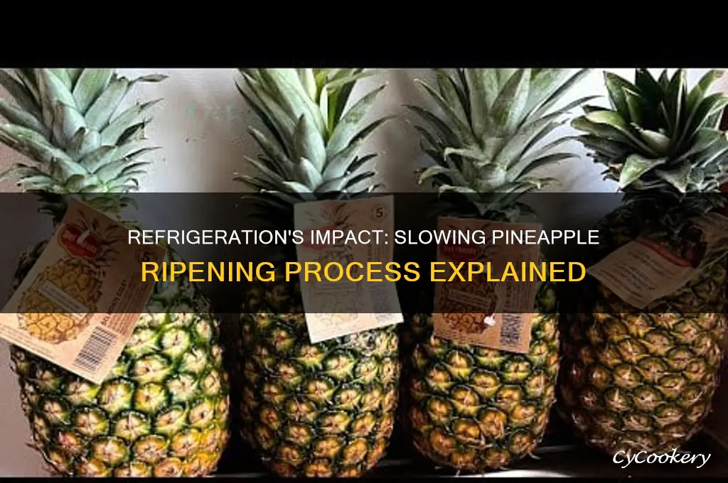 does refrigeration slow down ripening of pineapples