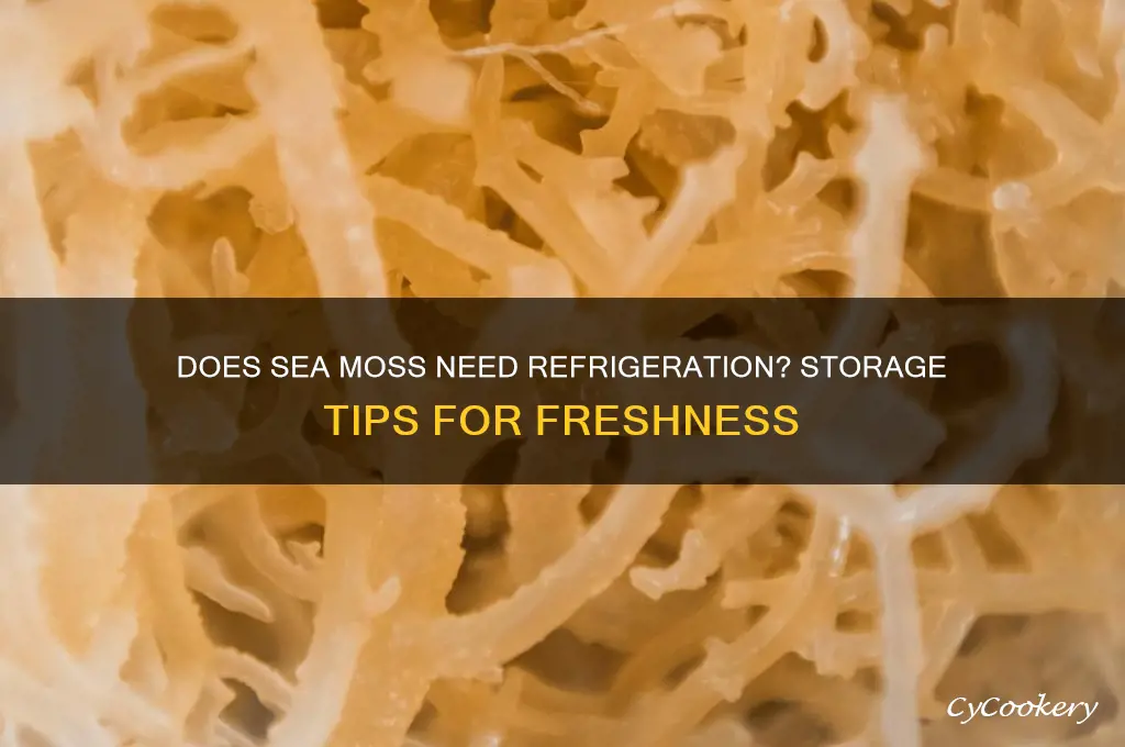 does sea moss have to be refrigerated