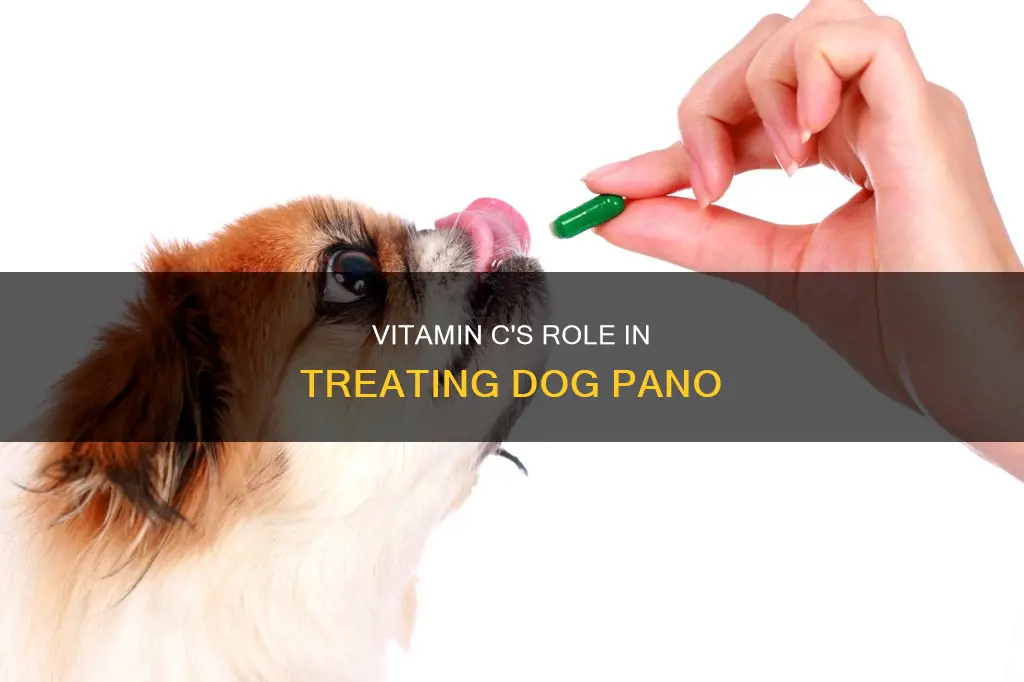 does vitamin c help pano in dogs