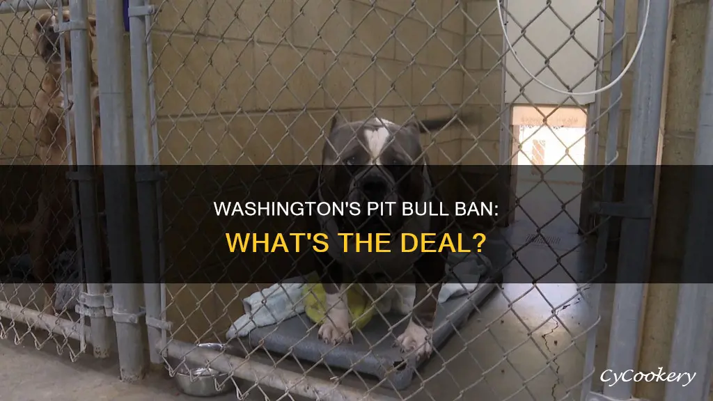 does washington have pit bull pans