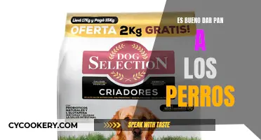 ¿Debemos dar pan a los perros?
