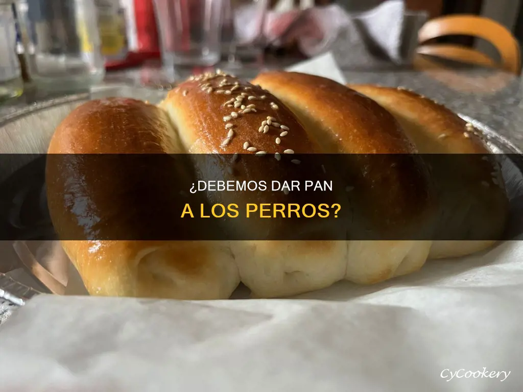 es bueno dar pan a los perros