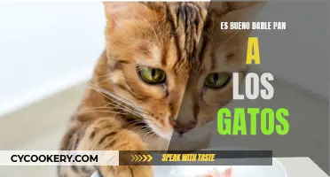 ¿Es seguro darles pan a los gatos?