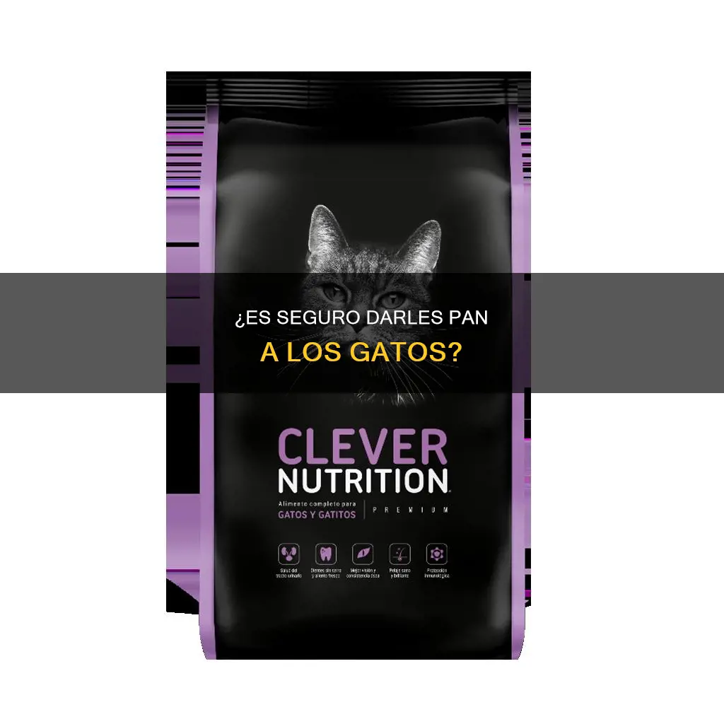 es bueno darle pan a los gatos