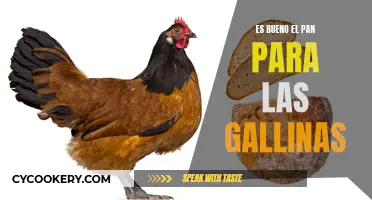 ¿El pan es un alimento saludable para las gallinas?