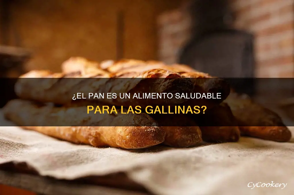 es bueno el pan para las gallinas