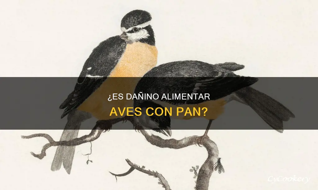 es malo darle pan a las aves