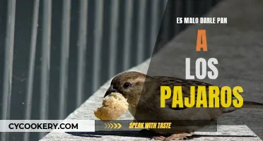 ¿Es dañino alimentar a los pájaros con pan?