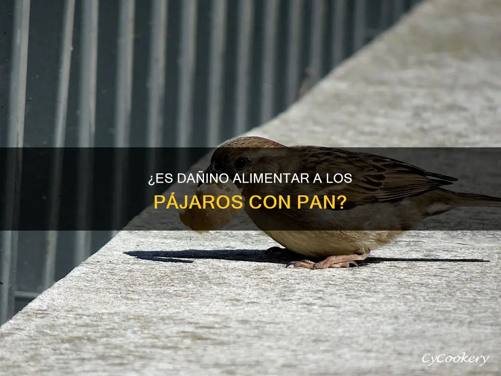 es malo darle pan a los pajaros