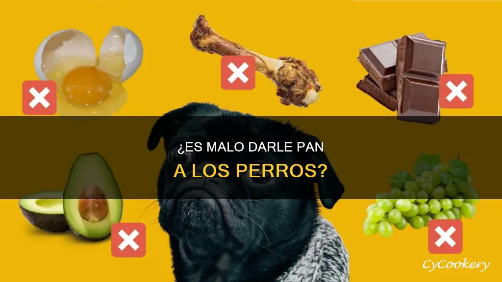 es malo darle pan a un perro
