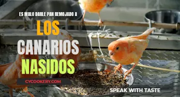 ¿Es seguro el pan remojado para los canarios bebés?