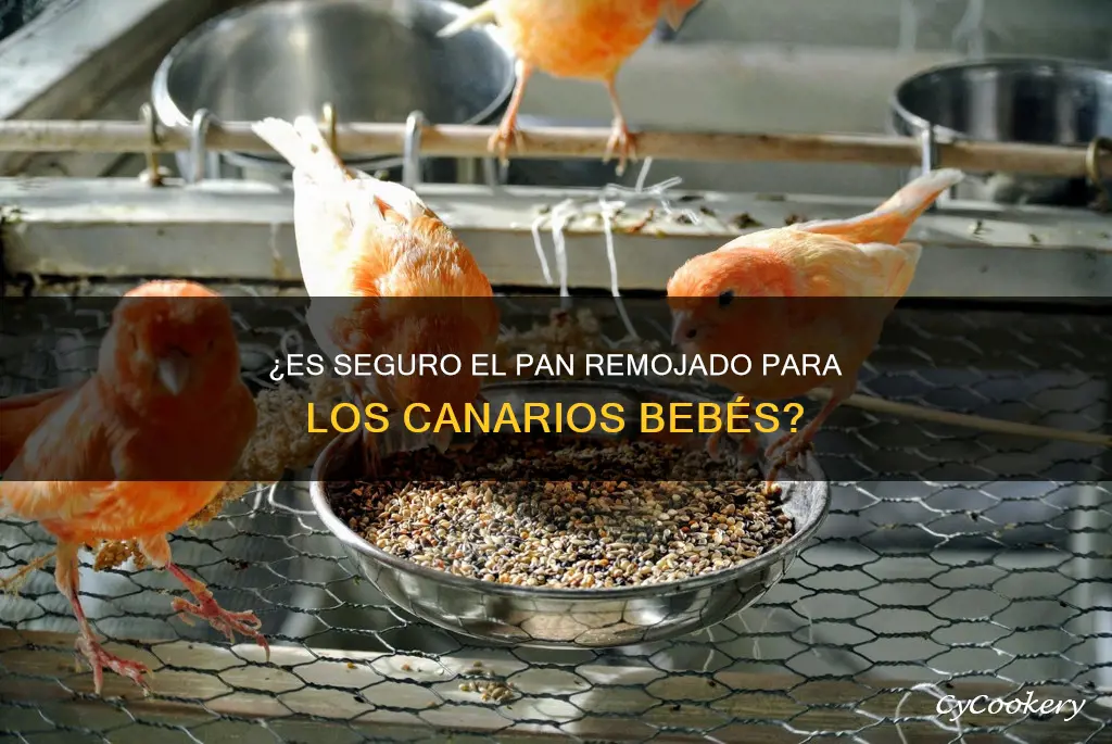 es malo darle pan remojado a los canarios nasidos