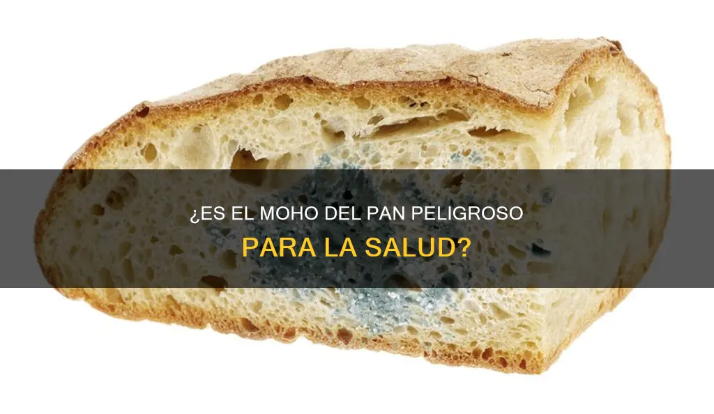 es malo el moho del pan
