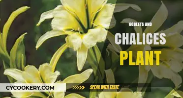 Goblets and Chalices Plant: A Guide to Growing and Caring for the Unique Hymenocallis