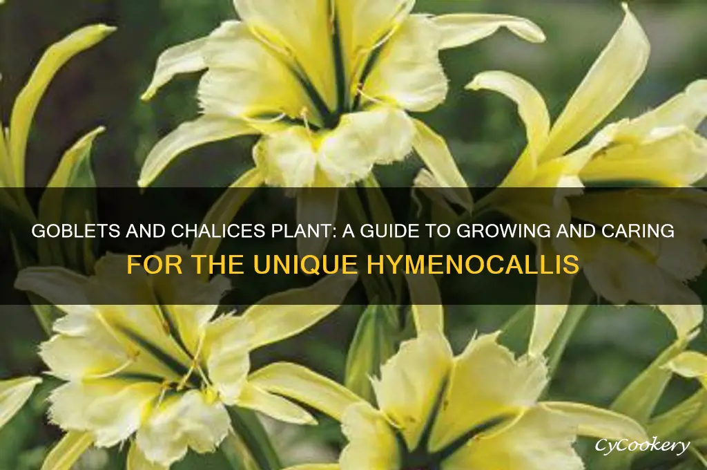 goblets and chalices plant