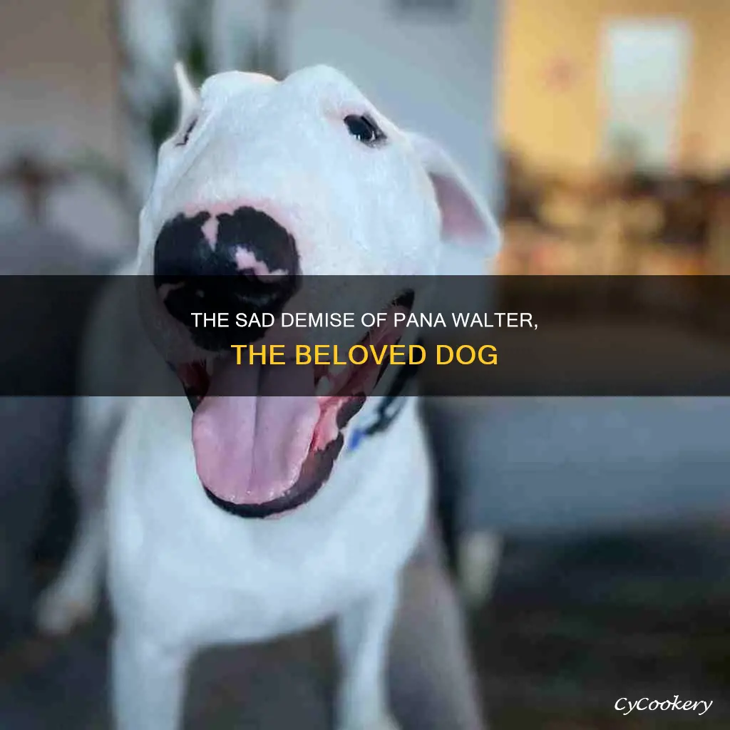 has pana walter the dog died
