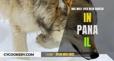 Wolf Sightings in Pana, IL: Fact or Fiction?
