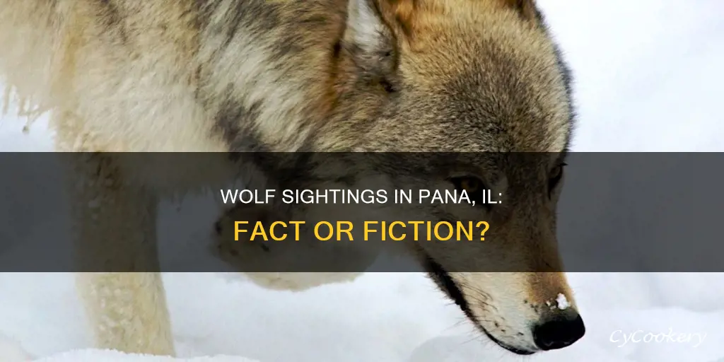has wolf ever been sighted in pana il