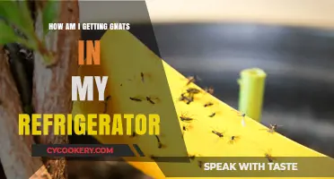 Why Gnats Invade Your Fridge and How to Stop Them