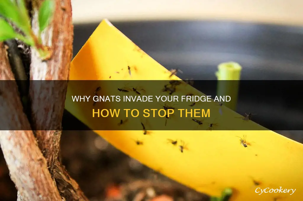 how am i getting gnats in my refrigerator