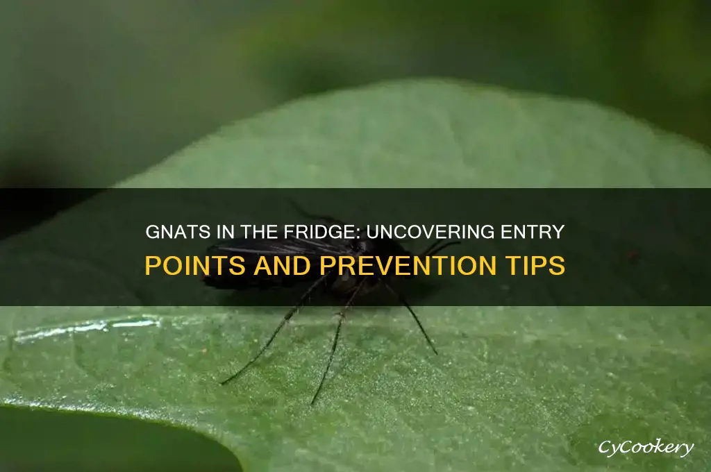 how are gnats getting in my refrigerator