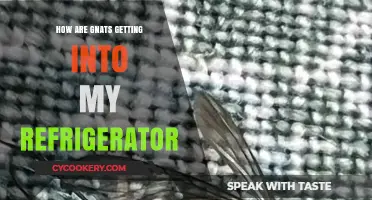 Gnats in My Fridge: Uncovering Entry Points and Prevention Tips