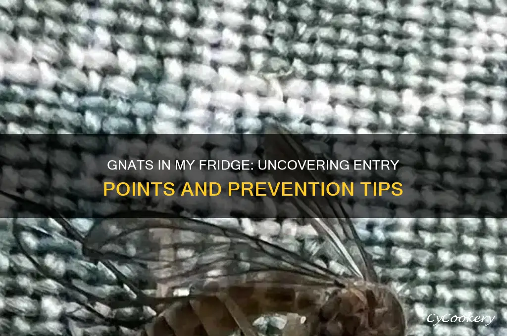 how are gnats getting into my refrigerator