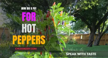 Choosing the Perfect Pot Size for Your Hot Pepper Plants